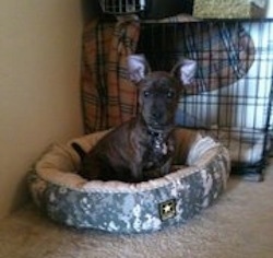 Brewsky the brown brindle French Pin is sitting in a dog bed on a tan carpet and there is a dog crate behind it