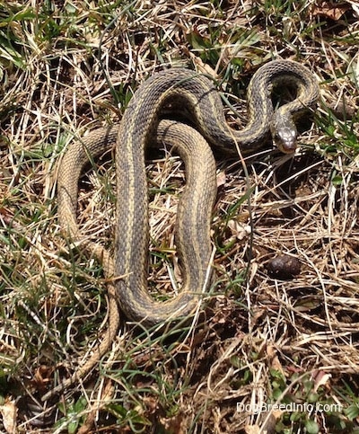 Camouflaged garter snake laying in a grassy field