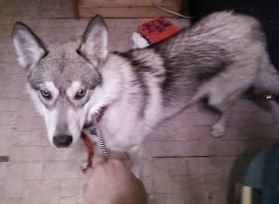 A wolf-like white with grey Gerberian Shepsky is being led in to a room. It is looking at the person holding its leash
