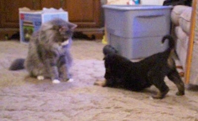 A little black with tan Gerberian Shepsky puppy is kneeling in front of a grey with white cat. The cat is sitting in front of the puppy. The cat and the puppy are the same size.