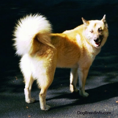 A tan with white and black Gerberian Shepsky is standing on a blacktop driveway with his back facing the camera looking back smiling.