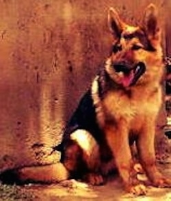 A black and tan German Shepherd is outside sitting in front of a wall. Its mouth is open and tongue is out