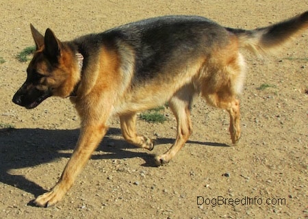 A black and tan German Shepherd Dog is walking across dirt