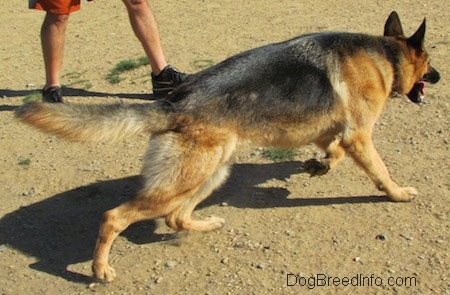 A black and tan German Shepherd is walking to the right of the screen