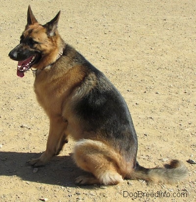 A black and tan German Shepherd is sitting in dirt with its tongue hanging out the right side of its mouth