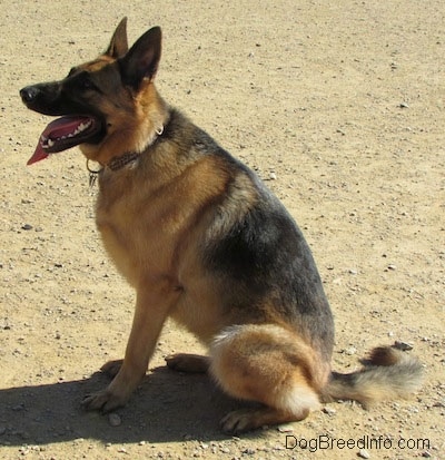 A black and tan German Shepherd is sitting down outside in the dirt and facing the left. Its mouth is open and tongue is out