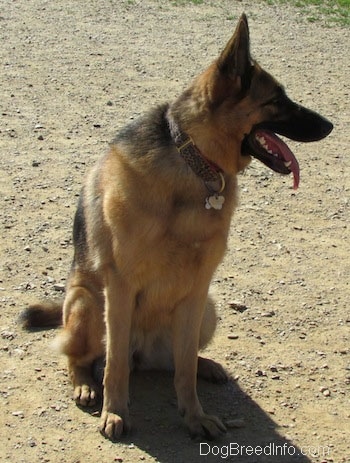 A panting black and tan German Shepherd is sitting in dirt looking to the right.