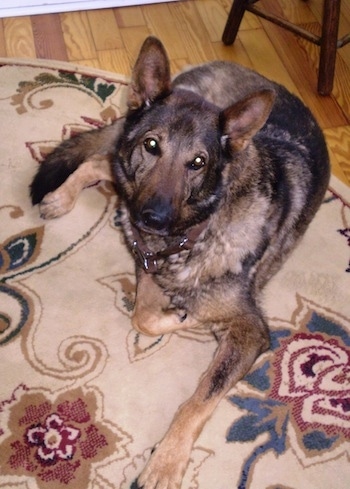 A black and tan German Shepherd is laying on a tan throw rug that has blue, maroon and brown patterns on it and looking up