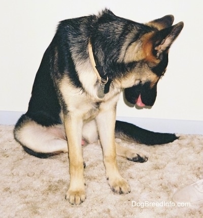 A black and tan German Shepherd is sitting in front of a white wall. It is looking at the tan carpet. Its tongue is hanging out
