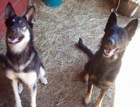 Two German Shepherd Dogs are sitting in hay and they are looking up. Their mouths are open and it looks like they are smiling. One dog is black and light cream colored tan and the other is black with a small amount of darker tan.
