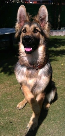 A King Shepherd is in a begging pose with its front paws in the air sitting in grass and tongue showing.