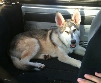 The right side of a black, tan and white German Shepherd/Malamute mix that is laying in the backseat of a vehicle.