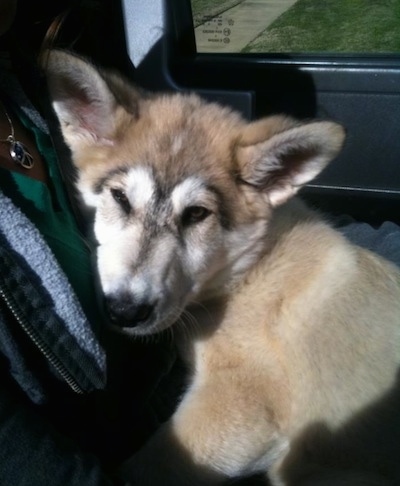 Close up - A thick coated tan German Shepherd/Malamute mix is laying across a persons lap in a vehicle.
