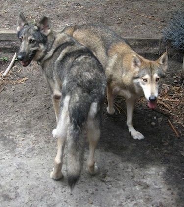 A German Shepherd mix and a mid-content wolfdog are standing adjacent to each other in a dirt field.