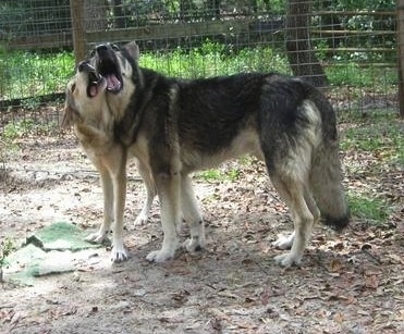 A German Shepherd mix and a mid-content wolfdog are playing with each other in a dirt field inside of a fence