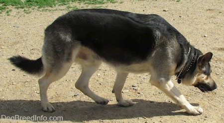A black and tan German Shepherd is walking across dirt with its head down