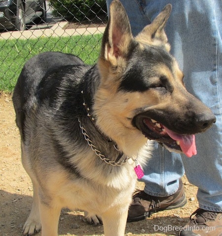 A black and tan German Shepherd is standing on dirt in front of a person. Its mouth is open and tongue is out. There is a chain link fence behind it.