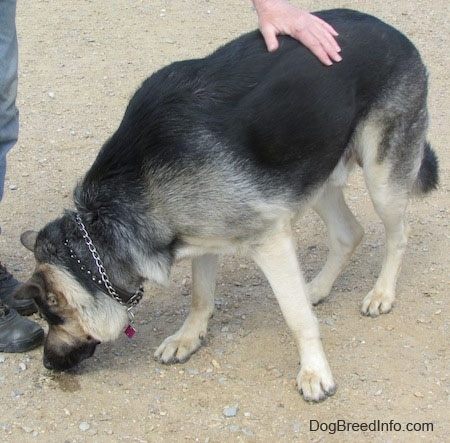 A black and tan German Shepherd is standing in dirt and sniffing the ground in front of a persons shoe