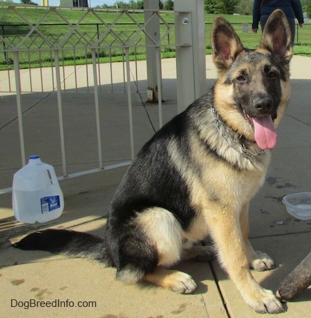 A black and tan German Shepherd is sitting on concrete panting in front of a metal railing. There is a jug of water behind it