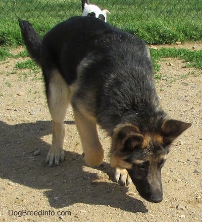 A black and tan German Shepherd is exploring outside in the dirt