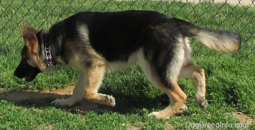 A black and tan German Shepherd is walking to the left in front of a chain link fence