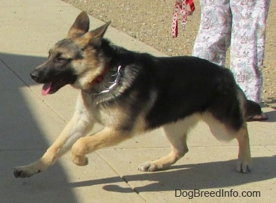 Action shot - a black and tan German Shepherd is running across a concrete surface with both front paws off of the ground.