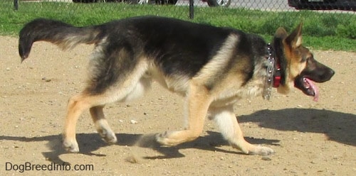 Action shot - A black and tan German Shepherd is running across dirt with three paws off the ground.