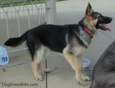 A black and tan German Shepherd is standing on a concrete area. There is a bowl of water next to it and a plastic jug of water behind it.