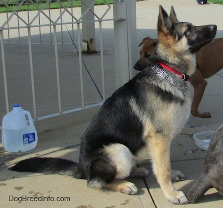 A black and tan German Shepherd is sitting and looking up and to the left. There is a brown dog behind it, a grey dog in front of it and a plastic jug of water near its tail.