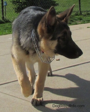 A black and tan German Shepherd puppy is wearing a prong collar and walking across concrete