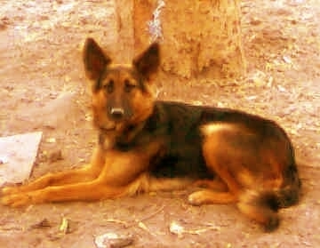 A black and tan German Shepherd is laying in dirt in front of a tree and looking towards the camera.