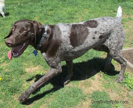 A grey with white and brown German Shorthaired Pointer is walking across a lawn. Its mouth is open and its tongue is out