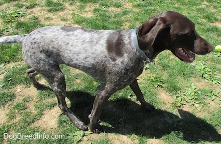 A grey with white and brown German Shorthaired Pointer is walking across a lawn.