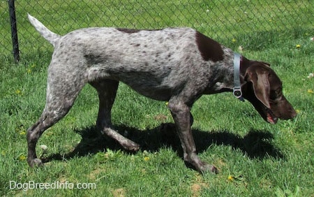 A grey with white and brown German Shorthaired Pointer is movinf across a lawn. It looks like it is looking for something. There is a chainlink fence behind it