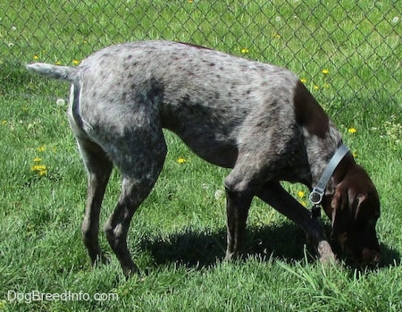 A grey with white and brown German Shorthaired Pointer is digging its nose into the ground.