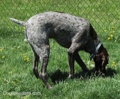 A grey with white and brown German Shorthaired Pointer is beginning to dig into the lawn