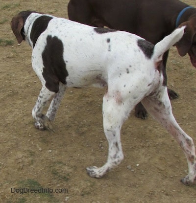 A white with brown German Shorthaired Pointer is standing next to another dog. They are in dirt