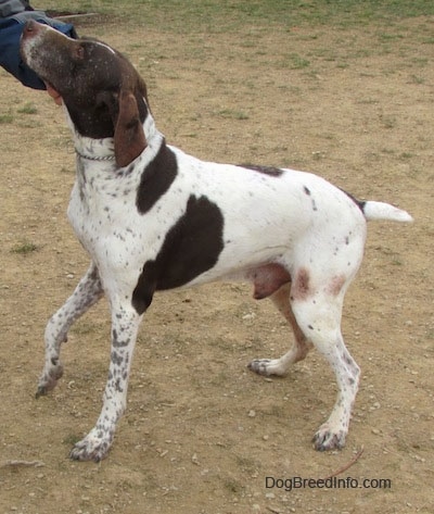 A white with brown German Shorthaired Pointer is standing in dirt. A person is scratching the side of its head