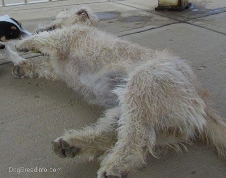 A Glen of Imaal Terrier is laying on its right side. There is another dog in its face who it is playing with