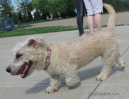 A Glen of Imaal Terrier is walking across a concrete patio. Its mouth is open and its tongue is out