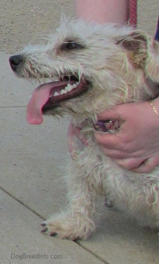 A panting hot Glen of Imaal Terrier is sitting on a concrete block with a person's hands around its chest.