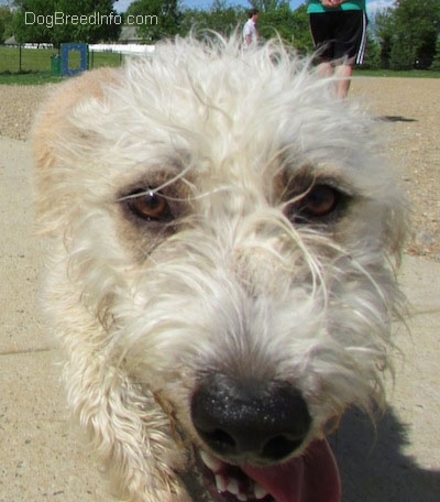 Close Up focal point on the eyes - a Glen of Imaal Terrier is walking across a concrete path towards the camera. Its tongue is out