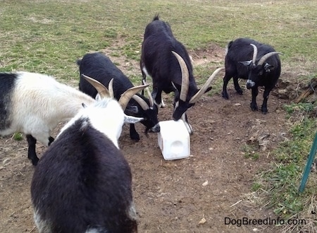 Five goats are standing in dirt and two of the goats are licking a large salt lick.