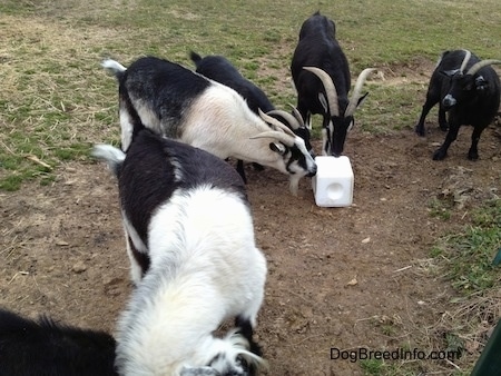 Six Goats are standing around a salt lick. Three Goats are licking it.