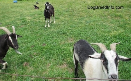 Three Goats are standing in grass and they are looking forward. There are two goats in the background laying down.