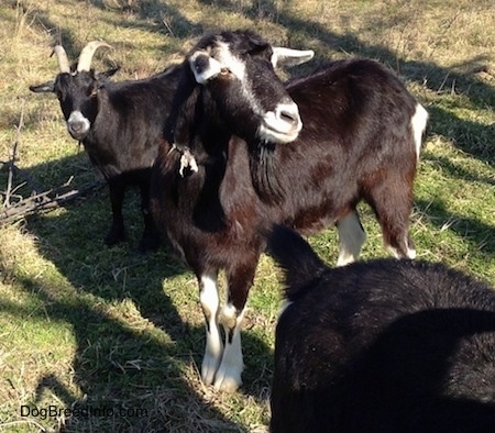 Three black goats are standing outside. The middle Goat is looking up and to the  right. There is a Goat behind it that is looking forward.