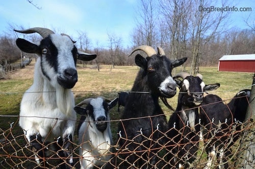 Four goats are standing in grass in front of a chain link fence. Two of them have their front legs on the fence so their faces are over the top.