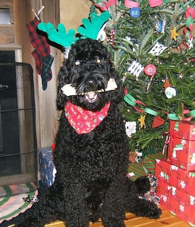 A black Goldendoodle is wearing a red bandana and deer antlers and has a bone in its mouth. There is a Christmas tree next to it with gifts under it.