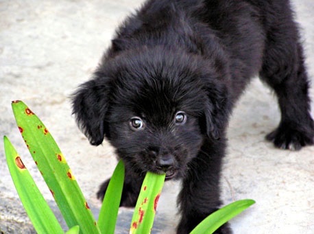 A small silver-frosted Goldendoodle puppy is biting a green leaf.