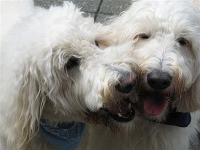 Close Up head shots - Two Goldendoodles are sitting next to each other. One of the Goldendoodles is biting at the other one